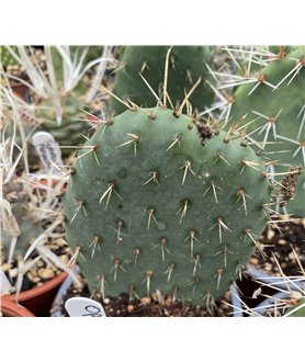 Opuntia tuna Red