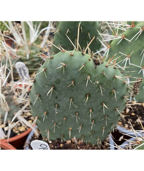 Opuntia tuna Red