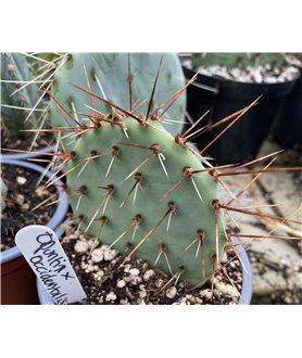 Opuntia occidentalis
