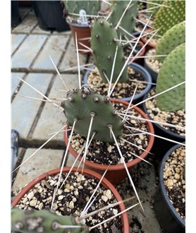 Opuntia viridirubra v. rubrogemma NU493