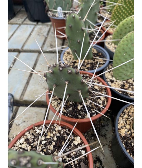 Opuntia viridirubra v. rubrogemma NU493
