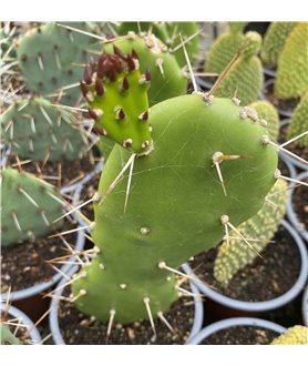 Opuntia karwinskiana
