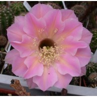 Echinopsis Tuffet