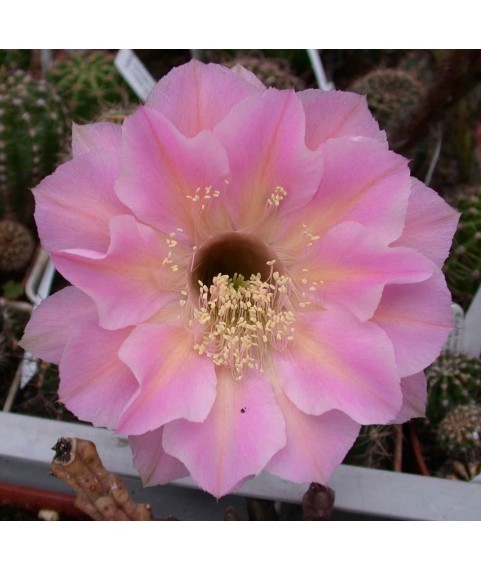 Echinopsis Tuffet