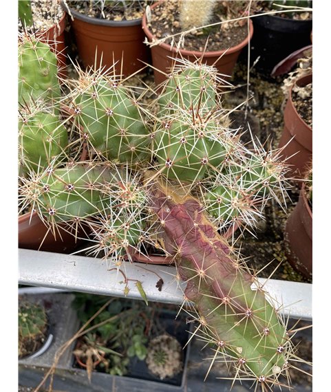Echinocereus cinerascens 13cm pot