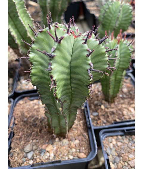 Euphorbia horrida