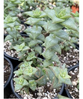 Crassula perforata 9cm