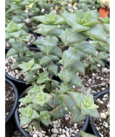 Crassula perforata 9cm