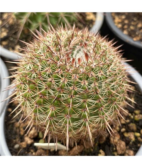 Notocactus moeller-moelleri
