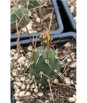 Opuntia fragilis viridispina