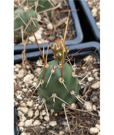 Opuntia fragilis viridispina