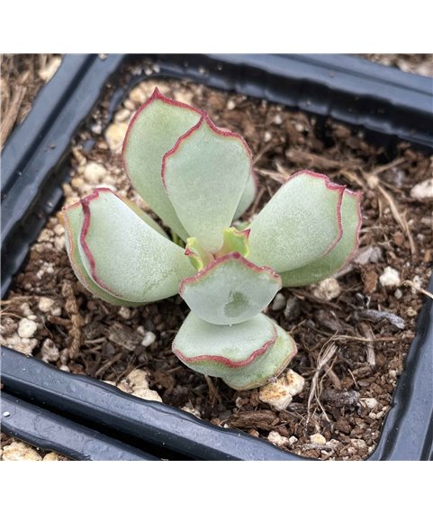 Cotyledon Red Edge