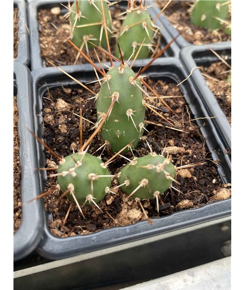 Opuntia fragilis 
