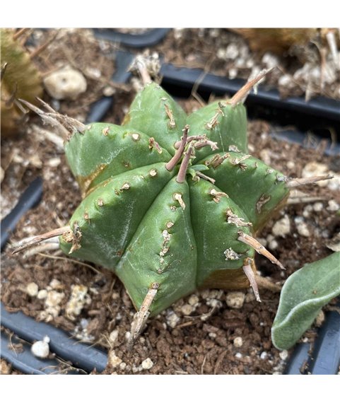Euphorbia meloformis 7cm pot