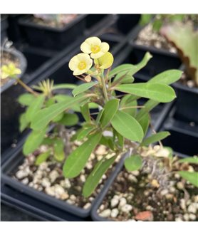 Euphorbia millii f. Yellow flowers
