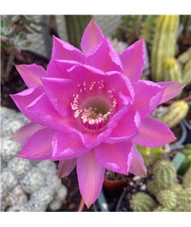 Echinopsis Crepe Crusader ISI 97-7