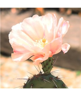 Opuntia utahensis Party Favour