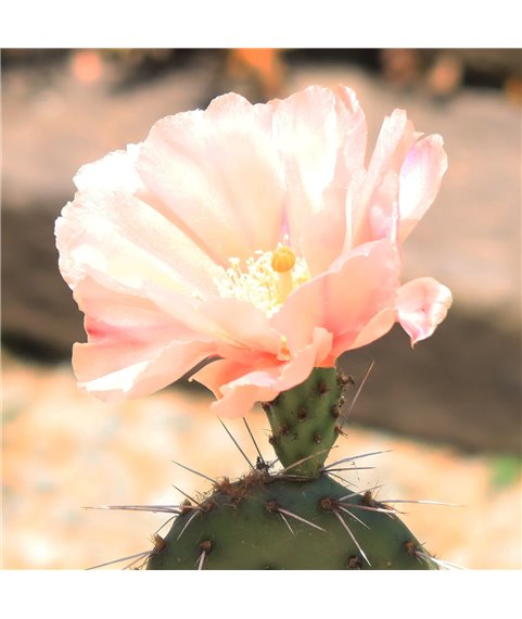 Opuntia utahensis Party Favour