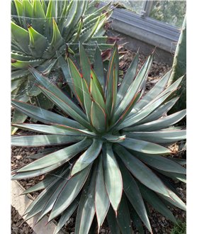 Agave x Romani