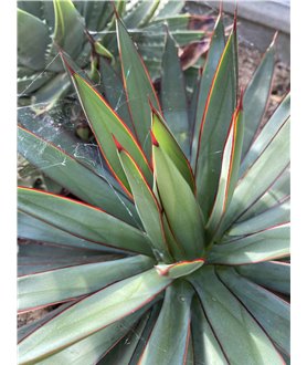 Agave x Romani