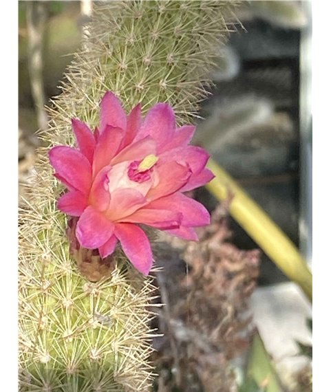 Hildewinteria x no 2