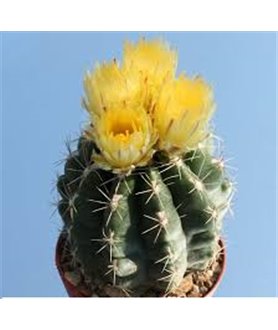 Thelocactus leucanthus Rio Moctezuma