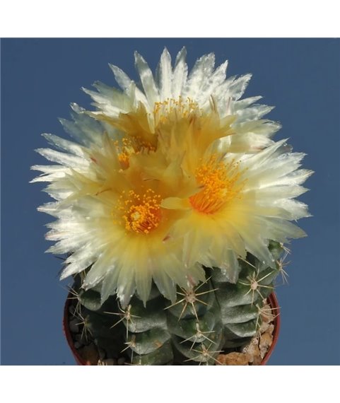 Thelocactus leucanthus Rio Moctezuma