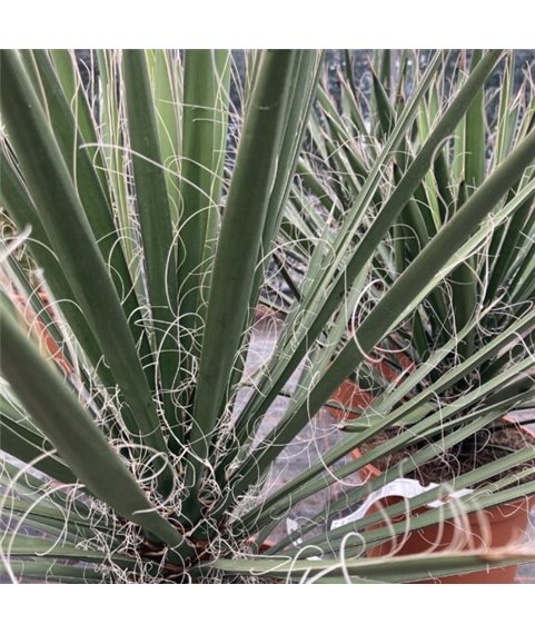 Yucca filifera