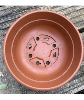 Andromeda 17cm diam bowl