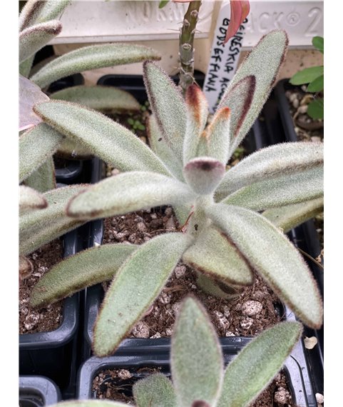 Kalanchoe tomentosa