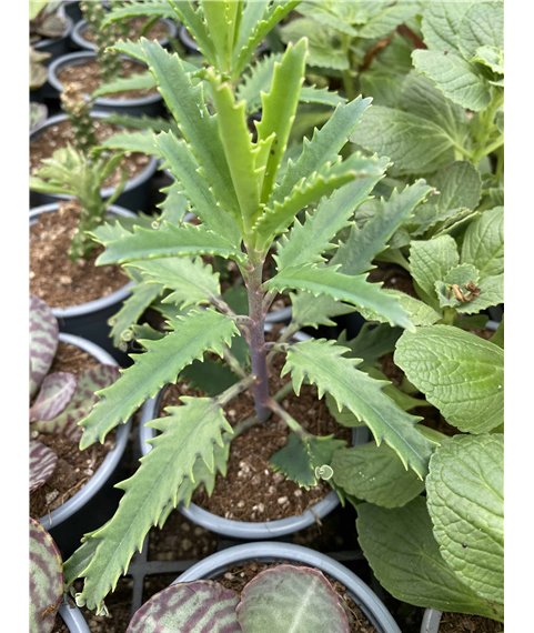 Kalanchoe rauhii