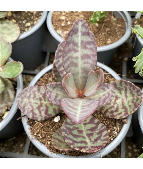 Kalanchoe humilis
