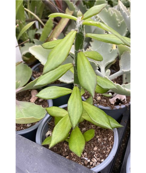 Peireskiopsis spathulata