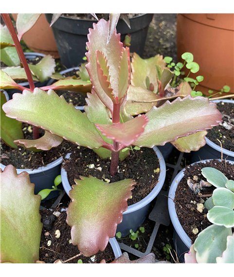 kalanchoe longiflora coccinea