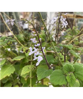 Plectranthus ernestii