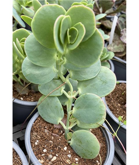 Kalanchoe marneriana