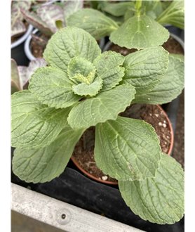 Coleus canina