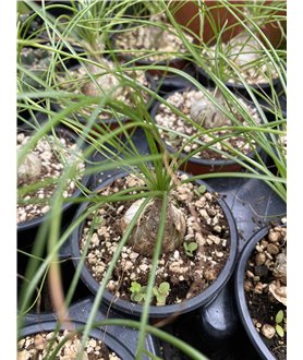 Albuca fagaroides