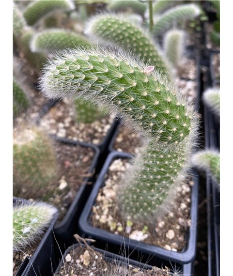 Hildewinteria coledomononis