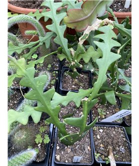 Cryptanthocereus anthonyanus