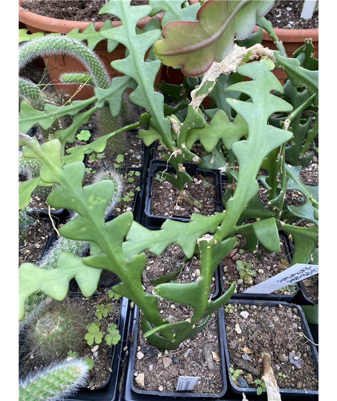 Cryptanthocereus anthonyanus Cryptanthocereus anthonyanus