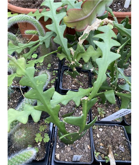 Cryptanthocereus anthonyanus