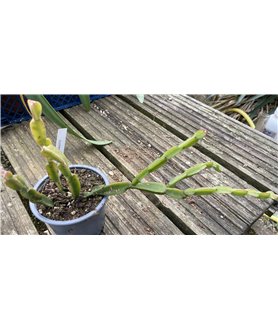 Rhipsalis pentaptera