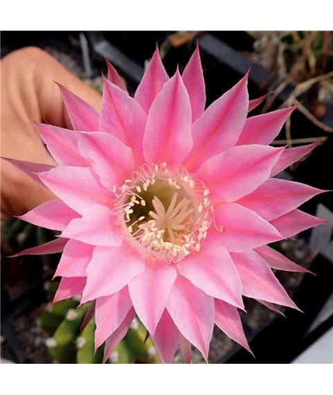 Echinopsis Pink Canary