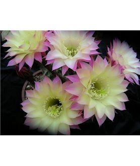 Echinopsis Shades of Bourne