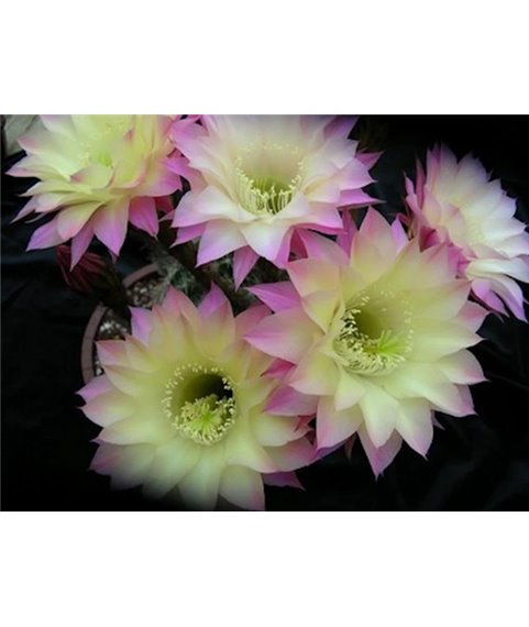 Echinopsis Shades of Bourne