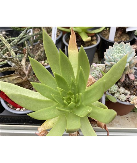 Dudleya brittonii Bufadora