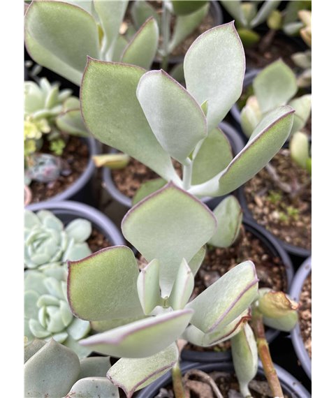 Cotyledon orbiculata