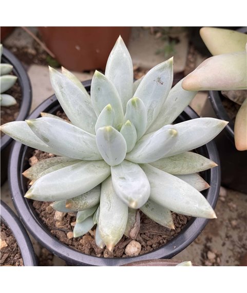 Pachyphytum machucae