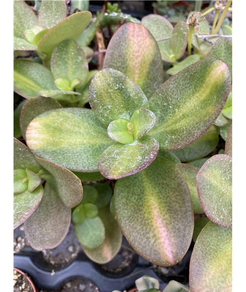 Crassula multicava variegata 